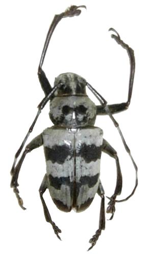 Choeromorpha panayensis negrosiana