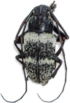 Choeromorpha sulphurea