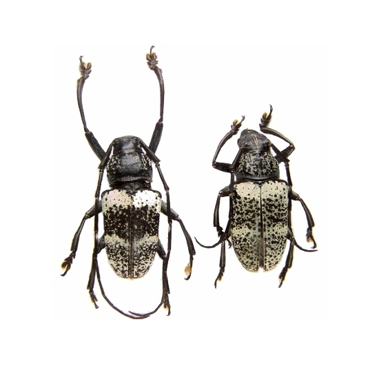 Choeromorpha sulphurea