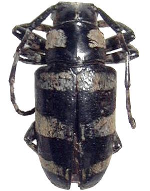 Choeromorpha trifasciata