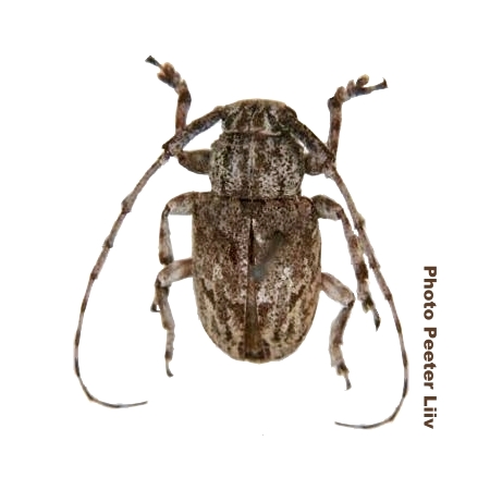 Clyzomedus borneensis