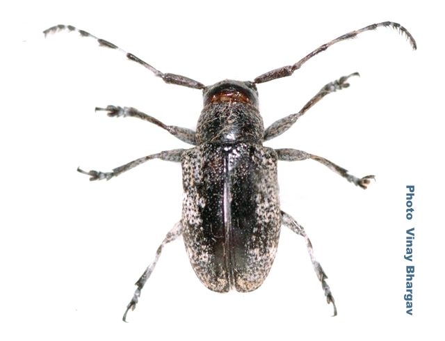 Clyzomedus vittaticollis