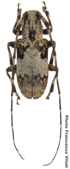 Mesoereis bifasciata 