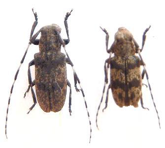 Mesosa (Perimesosa) kirishimana