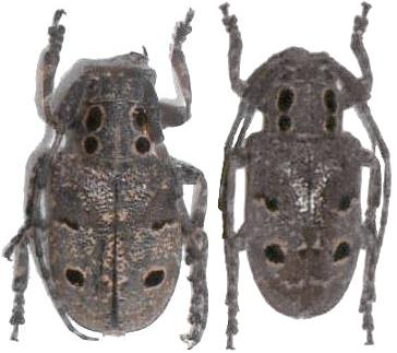 Mesosa (Mesosa) curculionoides