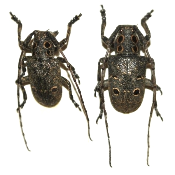 Mesosa (Mesosa) curculionoides Mesosa (Mesosa) curculionoides