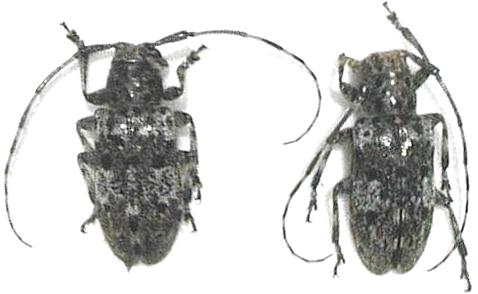 Mesosa (Perimesosa) hirsuta brevihirsuta 