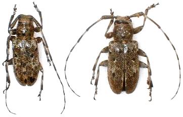 Mesosa (Perimesosa) hirsuta brevihirsuta 