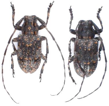 Mesosa (Mesosa) myops japonica