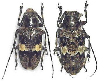 Agelasta (Dissosira) konoi konoi