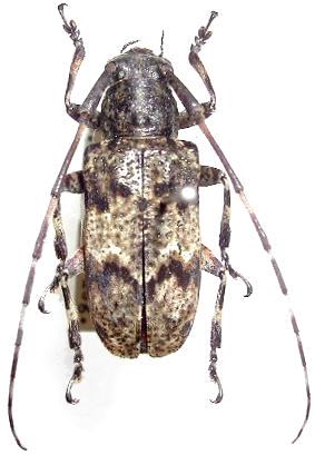 Mesosa (Aplocnemia) longipennis