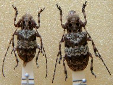 Mesosa (Mesosa) mediofasciata