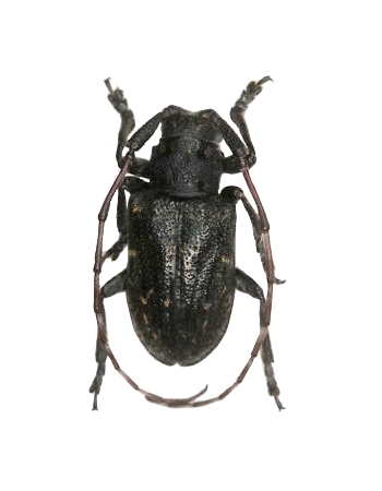 Mesosa (Mesosa) myops myops