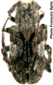 Mesosa (Aplocnemia) nebulosa Mesosa (Aplocnemia) nebulosa