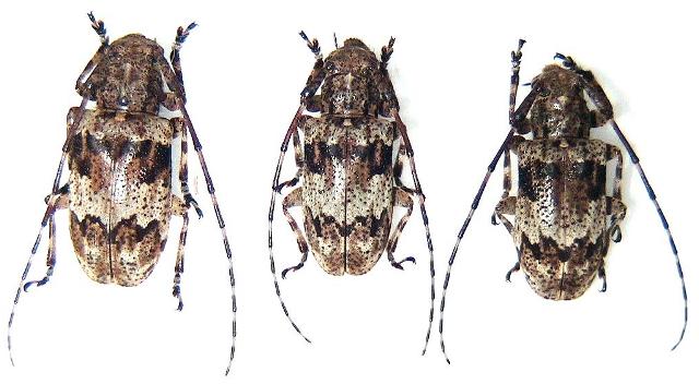 Agelasta (Dissosira) konoi okinawana