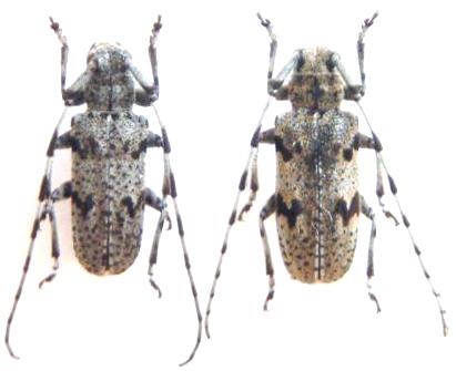 Japanomesosa poecila