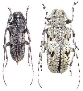 Japanomesosa poecila