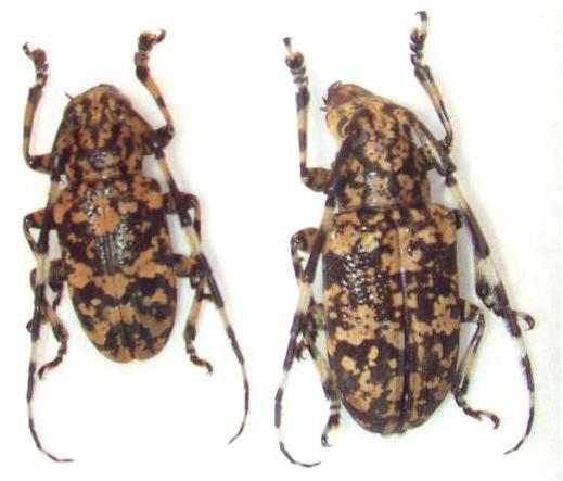 Agelasta (Dissosira) yonaguni subkonoi