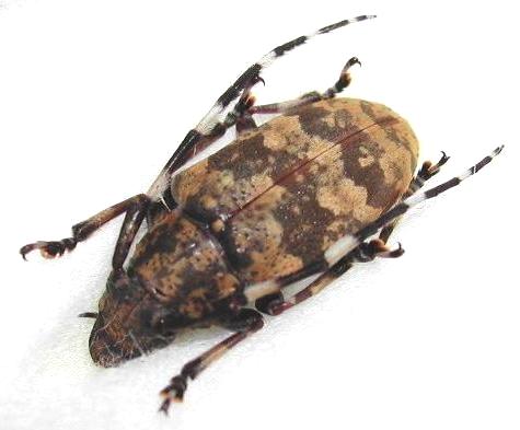 Agelasta (Dissosira) yonaguni yonaguni