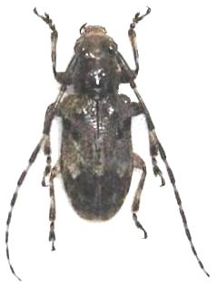 Mesosa (Perimesosa) yayeyamai