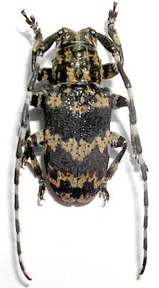 Pachyosa cervinopicta