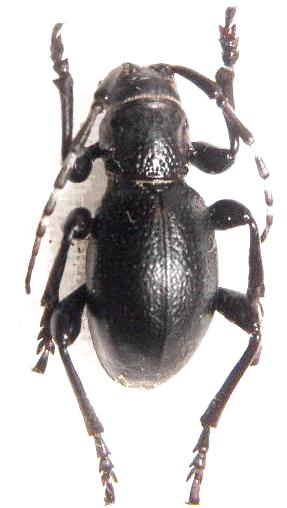 Moneilema semipunctatum