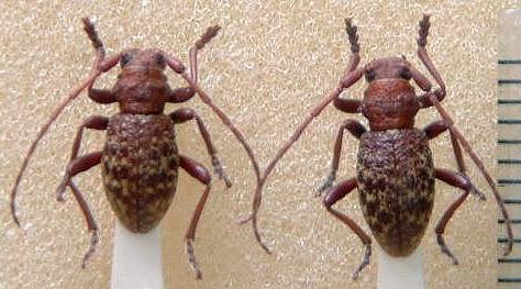 Plectrura (Phlyctidola) metallica