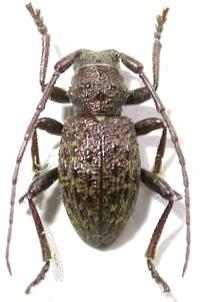 Plectrura (Phlyctidola) metallica