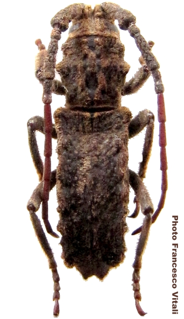 Protilema papus