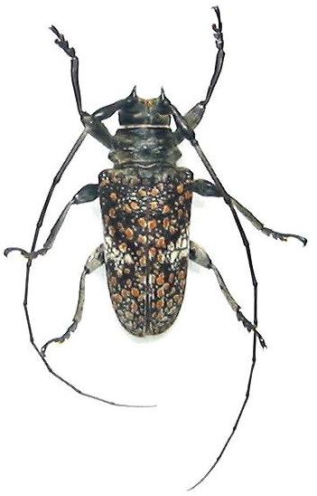 Lochmaeocles callidryas