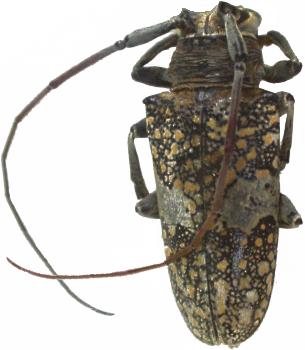 Lochmaeocles fasciatus