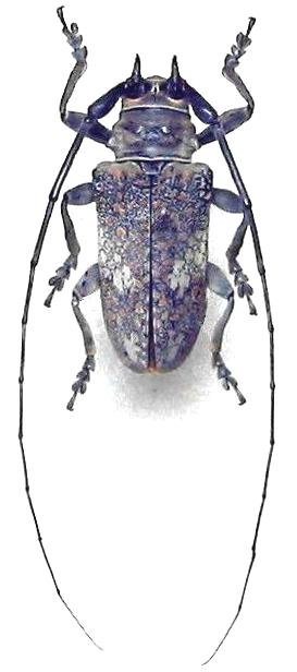 Lochmaeocles marmoratus