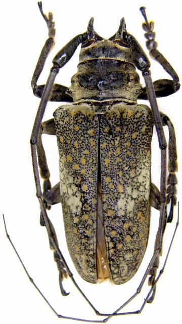 Lochmaeocles marmoratus