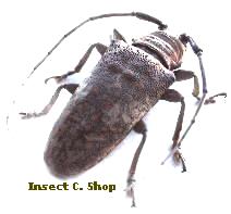 Lochmaeocles marmoratus