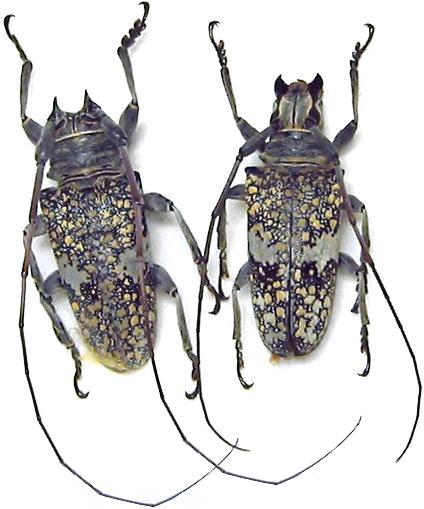 Lochmaeocles fasciatus