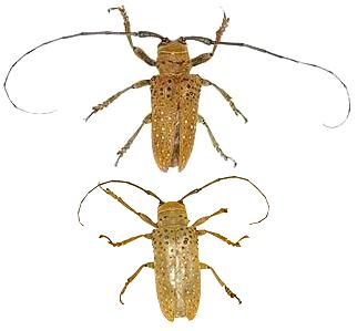 Oncideres gutturator