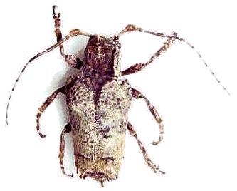 Trachysomus gibbosus