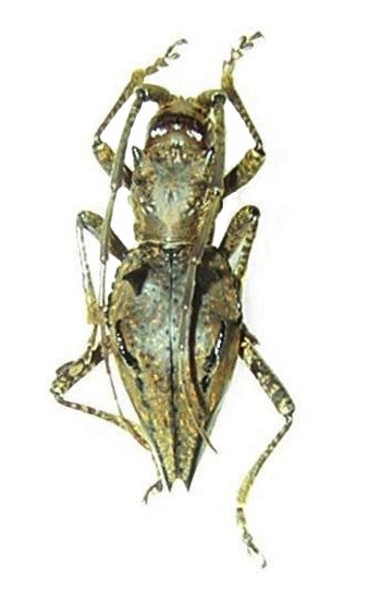 Ceraegidion dorrigoensis