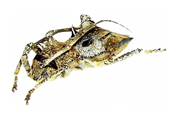 Ceraegidion dorrigoensis