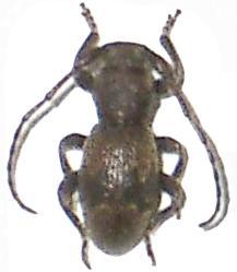 Parmena unifasciata