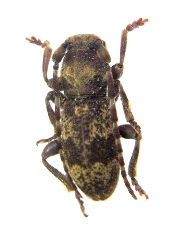 Parmena subpubescens 