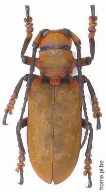 Ioesse sanguinolenta