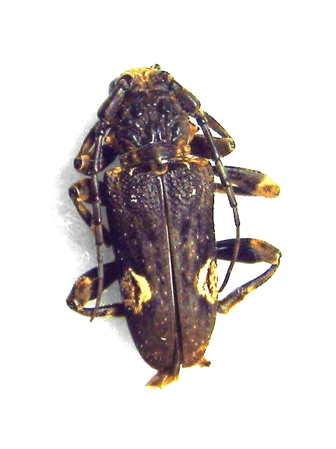 Pachystola mamillata