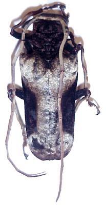 Petrognatha gigas