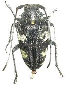 Brachychilus scutellaris