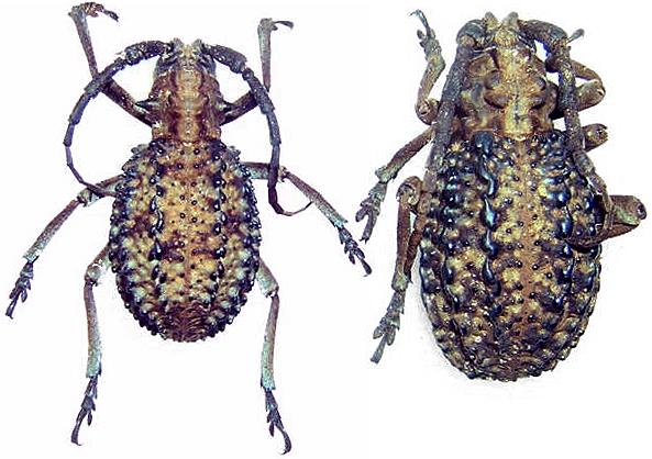 Phantasis avernica sansibarica