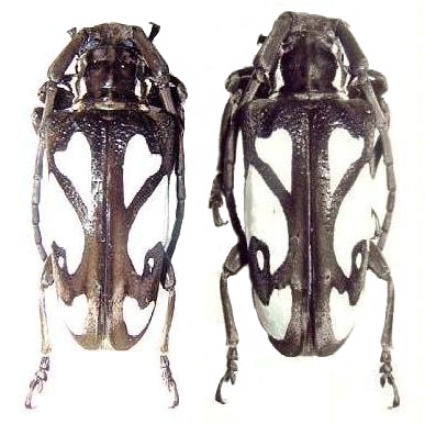 Calothyrza margaritifera