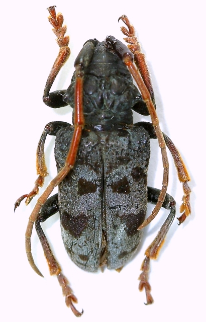 Phryneta aurivillii 