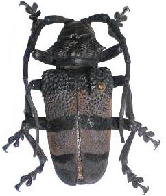 Phryneta aurocincta