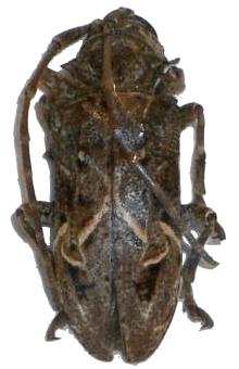 Phrynetopsis fuscicornis